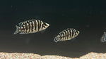 Black Calvus (Altolamprologus calvus)