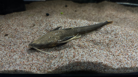 Xyliphius sp.