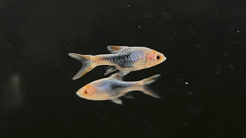 Black Rasbora (Trigonostigma heteromorpha)