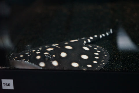 Black Diamond Stingray (Potamotrygon leopoldi) - Male (WYSIWYG)