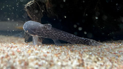 Milky Way Wood Catfish (Tatia galaxias)