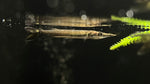 South American Silver Gar (Ctenolucius hujeta)