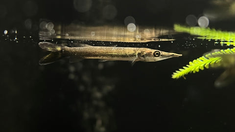 South American Silver Gar (Ctenolucius hujeta)