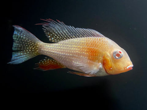 Albino Threadfin Acara (Acarichthys heckelii)