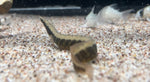 Zig Zag Eel (Mastacembelus armatus)