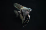 Blue Ghost Angelfish (Pterophyllum scalare sp.)