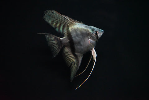 Blue Ghost Angelfish (Pterophyllum scalare sp.)