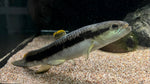 Red Wolf Fish (Erythrinus erythrinus) - Large