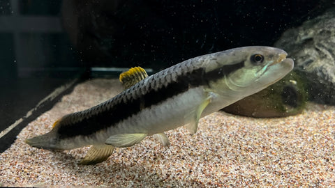 Red Wolf Fish (Erythrinus erythrinus) - Large