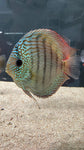 Assorted Discus (Symphysodon sp.) - SHOW SIZE