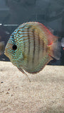 Assorted Discus (Symphysodon sp.) - SHOW SIZE