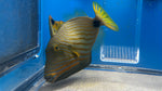 Undulate Triggerfish (Balistapus undulatus)