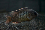 Oto Spot Sani (Otopharynx sp.)