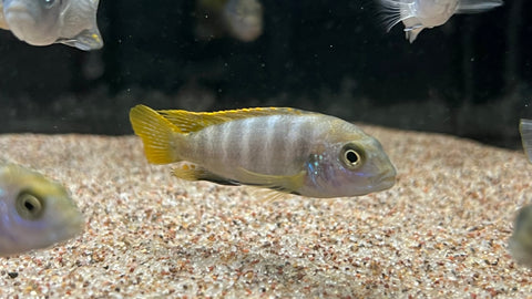 Yellow Top Mbamba (Labidochromis sp.)