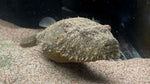 Hairy Puffer (Pao baileyi)