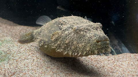 Hairy Puffer (Pao baileyi)