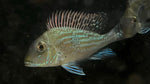 Geophagus Sveni - Large