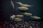 Congo Tetra (Phenacogrammus interruptus)