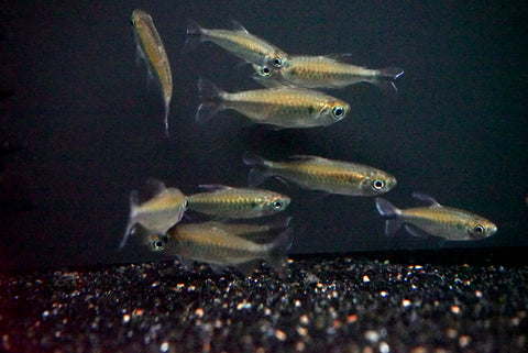 Congo Tetra (Phenacogrammus interruptus)