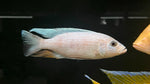 White Fryeri (Sciaenochromis fryeri)