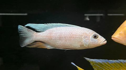White Fryeri (Sciaenochromis fryeri)