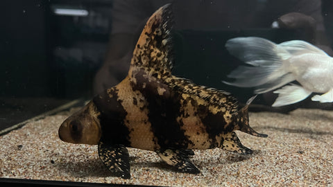Chinese Hifin Shark (Myxocyprinus asiaticus) - Medium