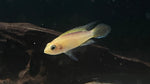Apistogramma agassizii “Flame Red”
