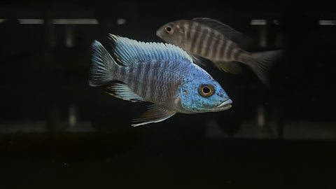 Turkis Peacock (Aulonocara sp.)