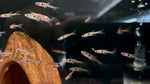 Strawberry Rasbora (Boraras naevus)