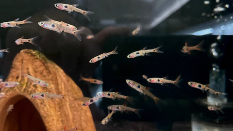 Strawberry Rasbora (Boraras naevus)
