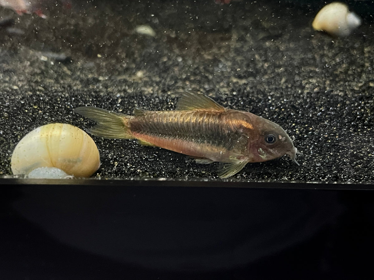 CW009 Green Laser Corydora – The Waterfront SLC