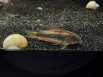 CW009 Green Laser Corydora