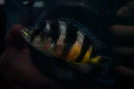 Zebra Obliquidens (Astatotilapia latifasciata)