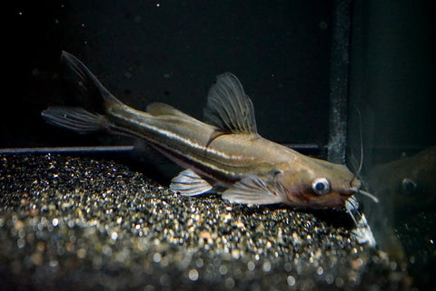Dwarf Glasscutter Catfish (Schilbe intermedius)