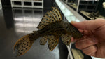 L-96 Spiny Monster Pleco (Pseudacanthicus spinosus)