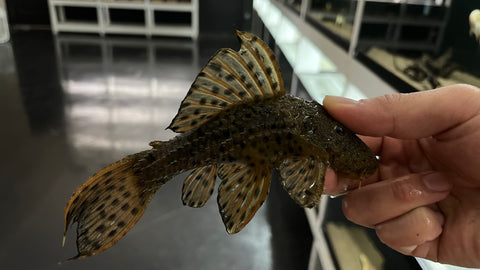L-96 Spiny Monster Pleco (Pseudacanthicus spinosus)