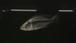 Malawi Eyebiter (Dimidiochromis compressiceps)