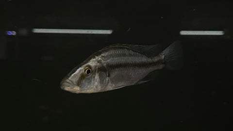 Malawi Eyebiter (Dimidiochromis compressiceps)