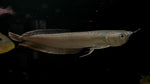 Silver Arowana (Osteoglossum bicirrhosum) - T164 WYSIWYG