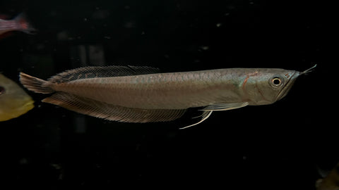 Silver Arowana (Osteoglossum bicirrhosum) - T164 WYSIWYG