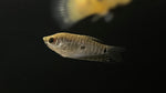 Lavender Gourami (Trichogaster trichopterus)