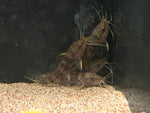 Dwarf Giraffe Catfish (Notoglanidium macrostoma)