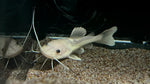Phantom Redtail Catfish (Phractocephalus Hemioliopterus) - Small