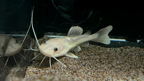 Phantom Redtail Catfish (Phractocephalus Hemioliopterus) - Small