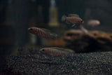 Neolamprologus Multifasciatus