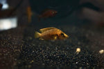 Super Compressicep (Altolamprologus compressiceps)