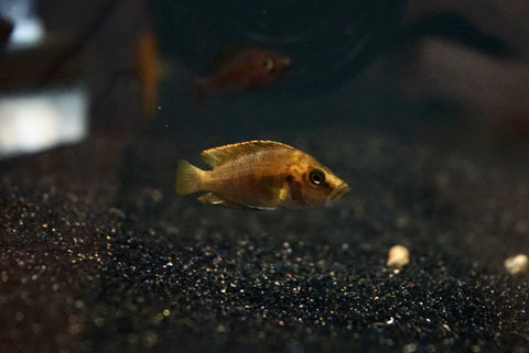 Super Compressicep (Altolamprologus compressiceps)