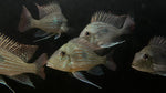 Geophagus Sveni “Rio Parana”