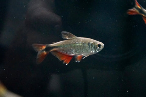 Buenos Aires tetra (Hyphessobrycon anisitsi)