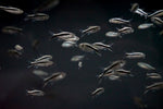 Penguin Tetra (Thayeria boelkea)